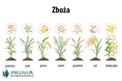 Tematyczne zdjęcie siewnika do zboża w polu