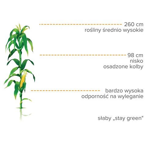 infografika przedstawiająca prawidłowe rozmieszczenie nasion kukurydzy w rzędzie