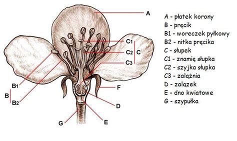Schematyczny rysunek budowy brony talerzowej z opisem głównych elementów