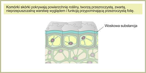 Przekrój gąsienicy gumowej pokazujący warstwę gumową i metalowy rdzeń.