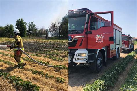 zdjęcie opryskiwacza samojezdnego w akcji na plantacji truskawek