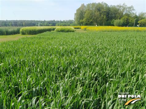 Zdjęcie pola z widocznymi błędami orki (nierówne skiby, nieprzykryte resztki)