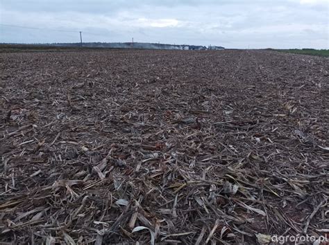 Zbliżenie na rozdrobniony materiał organiczny pozostawiony na polu po mulczowaniu