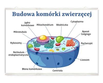 Schemat budowy redlicy z oznaczeniem zużywalnych części