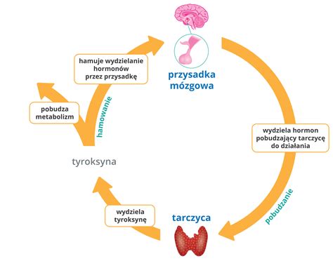 Schemat regulacji głębokości pracy talerzy