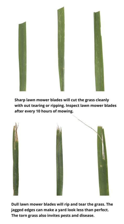 Infographics showing the difference between grass cut by a sharp and dull blade