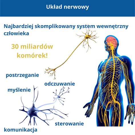 infografika przedstawiająca wpływ wibracji na układ krwionośny i nerwowy człowieka