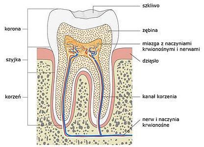 Szczegółowy przekrój zęba agregatu Zeta z opcją montażu redliczek