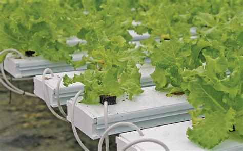 Thematic photo of a single-row planter for lettuce in operation