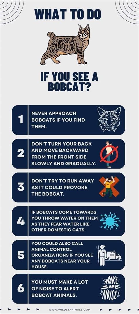 Infographic showing common Bobcat troubleshooting steps
