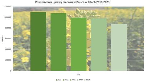 Wykres porównujący plony rzepaku w uprawie orkowej i bezorkowej