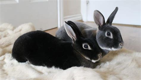 Zdjęcie królika Mini Rex
