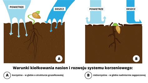 Ilustracja pokazująca porównanie zdrowego, głębokiego systemu korzeniowego i korzeni zahamowanych przez podeszwę płużną