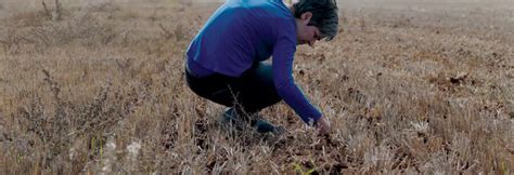 Porównanie tradycyjnej orki z uprawą bezorkową i siewem bezpośrednim