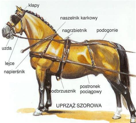 Rodzaje uprzęży dla koni