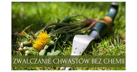 Porównanie pola z chwastami i bez nich