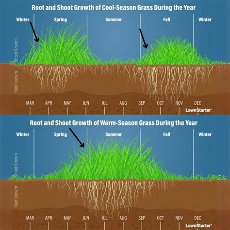 Infographic or diagram showing optimal grass height for different lawn types