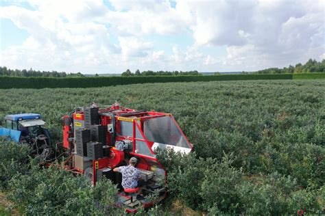 zdjęcie karczownico-pielnika RMK 150 w akcji na plantacji borówki