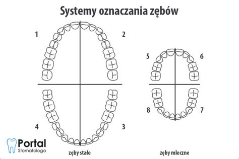 Ilustracja porównująca różne systemy mocowania zębów: J, ESCO, COMBI