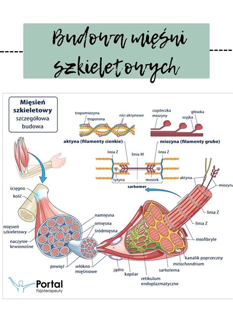 infografika przedstawiająca schemat budowy wycieraczek szkieletowych, płaskich i hybrydowych