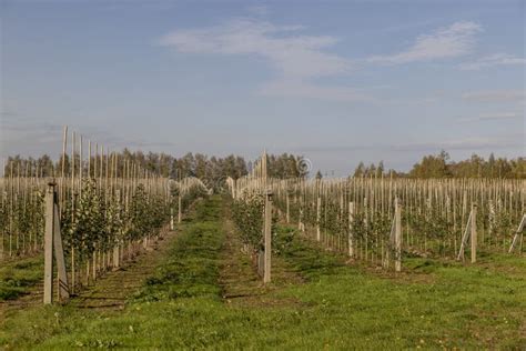 Thematic photo of a vineyard or orchard with visible rows and inter-rows
