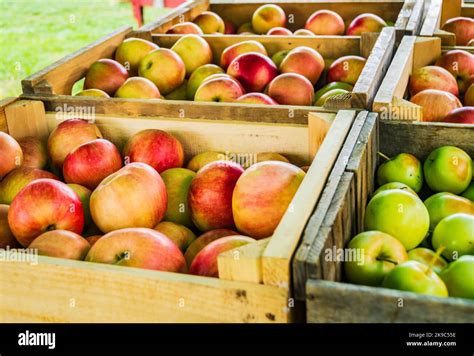 Thematic photo of fresh apples in a transport container