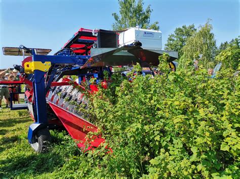 Zdjęcie nowoczesnego kombajnu do zbioru owoców jagodowych Marek