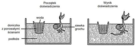 Ilustracja przedstawiająca działanie głębosza w glebie