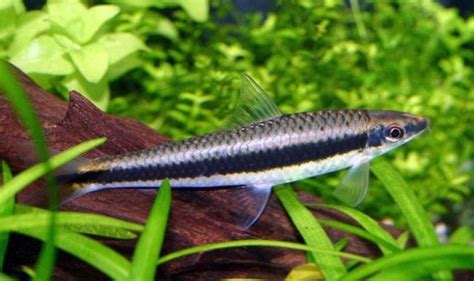 Kosiarka (grubowarg syjamski)