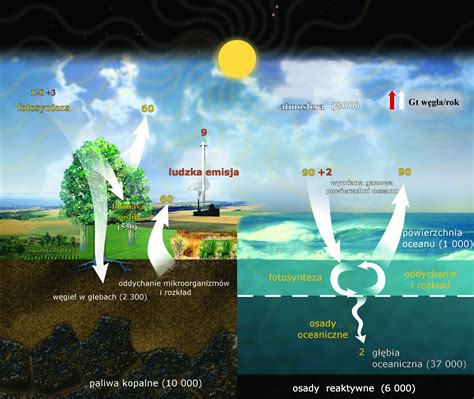 Infografika przedstawiająca proces sekwestracji węgla w glebie dzięki orce