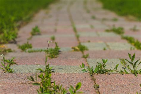 Tematyczne zdjęcie chwastów wrastających w kostkę brukową