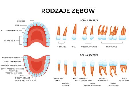 Grafika przedstawiająca różne rodzaje zębów kultywatora