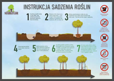 schemat sadzenia fasoli z podanymi odległościami