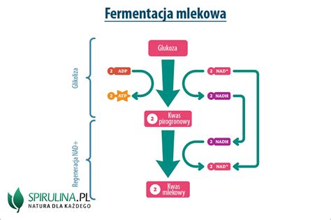schemat procesu fermentacji w pryzmach betonowych