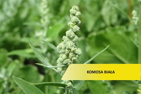 Zdjęcie chwasta - komosa biała