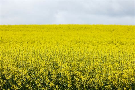 Zdjęcie pola rzepaku sianego punktowo, widoczne równomierne rozstawienie roślin i ich rozwój