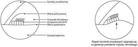 schematyczny rysunek przekroju rozpylacza ciśnieniowego z opisem elementów