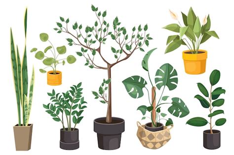 Ilustracja przedstawiająca różne rodzaje sadzonek roślin