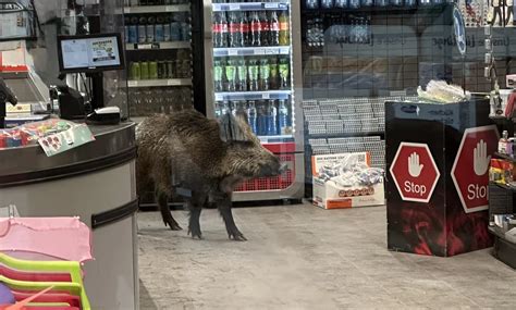Zdjęcie dzika, który wtargnął do sklepu.