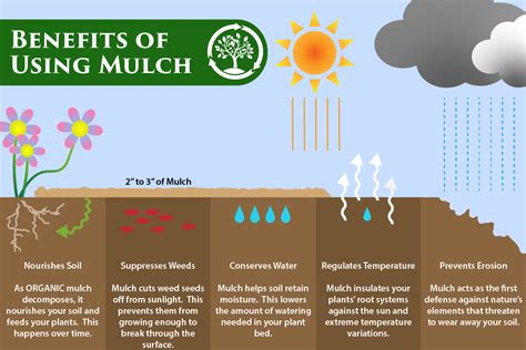 Infographic explaining the benefits of mulching