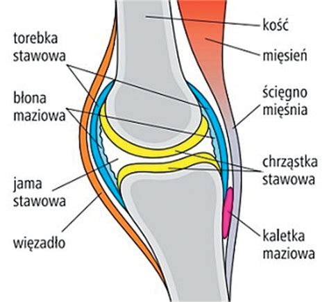 Schemat budowy stawu kolanowego z zaznaczonymi łąkotkami i więzadłami