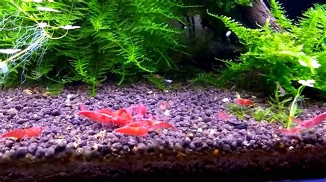 Zdjęcie akwarium z krewetkami Red Cherry i bojownikiem, ukazujące harmonię