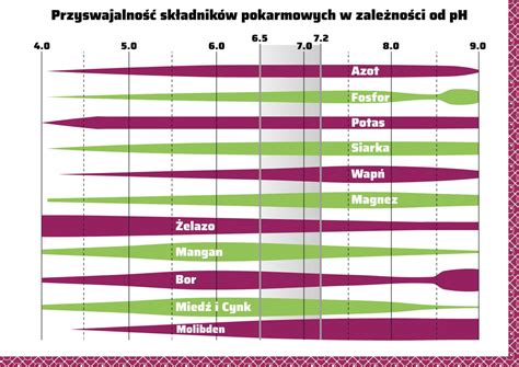 Infografika przedstawiająca optymalny rozstaw krzewów porzeczek i pH gleby