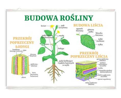 Schemat przedstawiający główne elementy traktorka ogrodniczego i ich funkcje