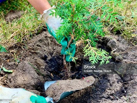 Thematic photo of a carousel planter at work in a field, possibly with thuja seedlings