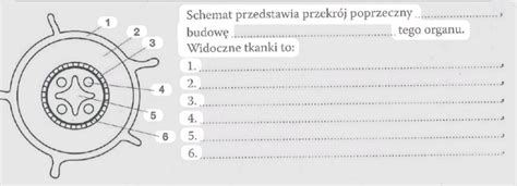 Przekrój kalamitki pokazujący jej budowę wewnętrzną