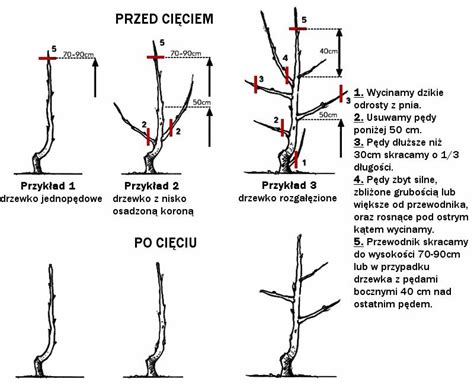 Schemat rozmieszczenia drzewek w sadzie