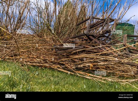 Thematic photo of a large pile of branches and cut wood, illustrating the need for a shredder in a garden or orchard setting.