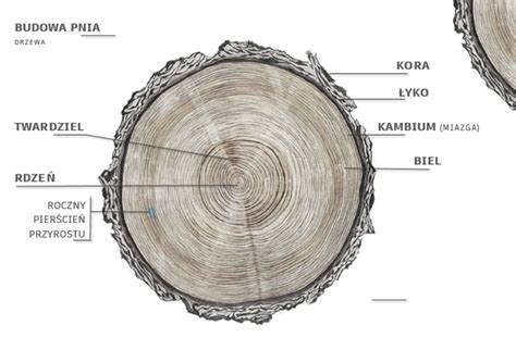 infografika przedstawiająca przekrój koła pasowego z opisem materiałów