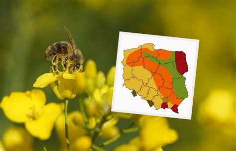 Infografika przedstawiająca optymalne rozmieszczenie nasion rzepaku